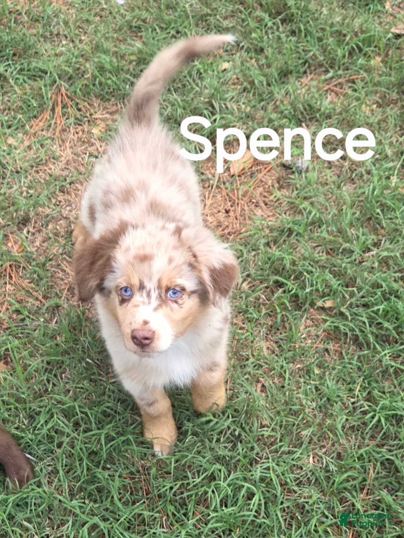 Australian Shepherd dogs for sale: Spence - Ad 1
