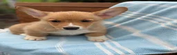 Welsh Corgi Pembroke dogs for sale: Jasper - Ad 13