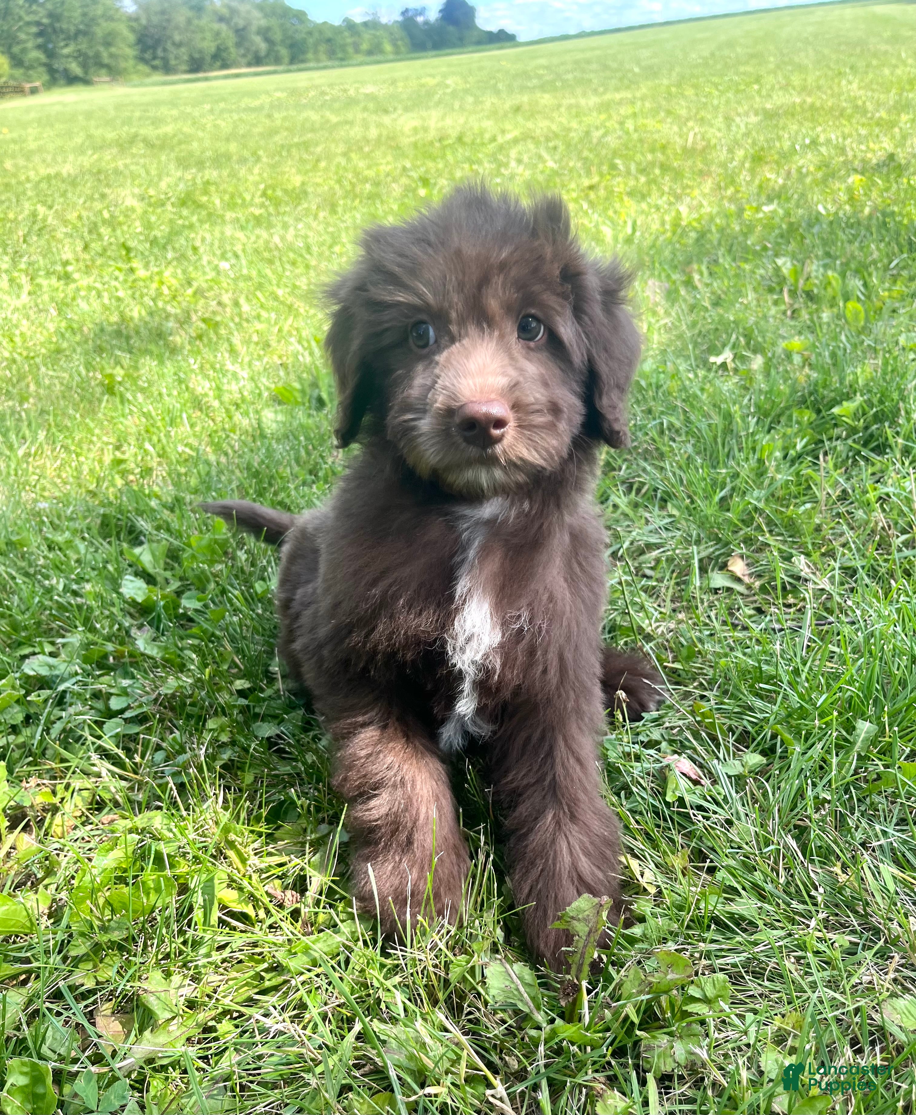 Mixed Breed dogs Carlton - Ad 1