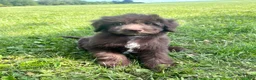 Mixed Breed dogs for sale: Carlton - Ad 1