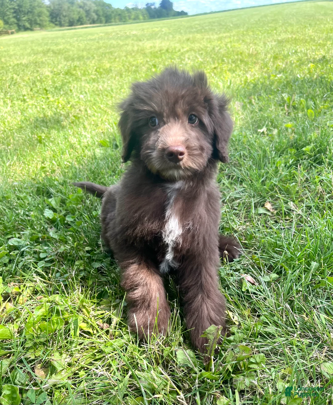 Mixed Breed dogs for sale: Carlton - Ad 1