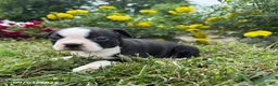 Boston Terrier dogs for sale: Haley - Ad 1