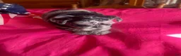 Miniature Schnauzer dogs for sale: Luna (Merle) - Ad 2