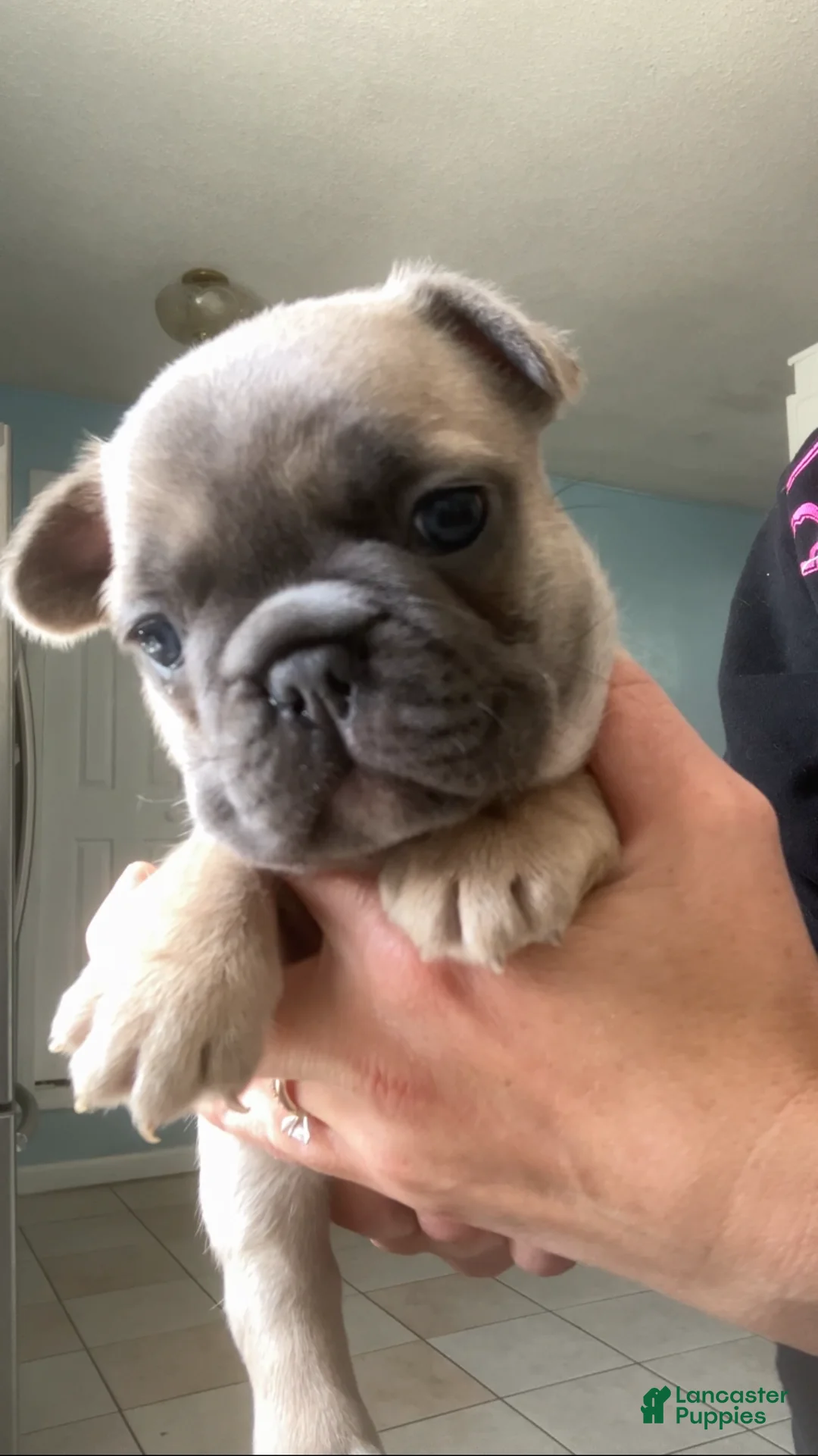 French Bulldog dogs for sale: Spud - Ad 2