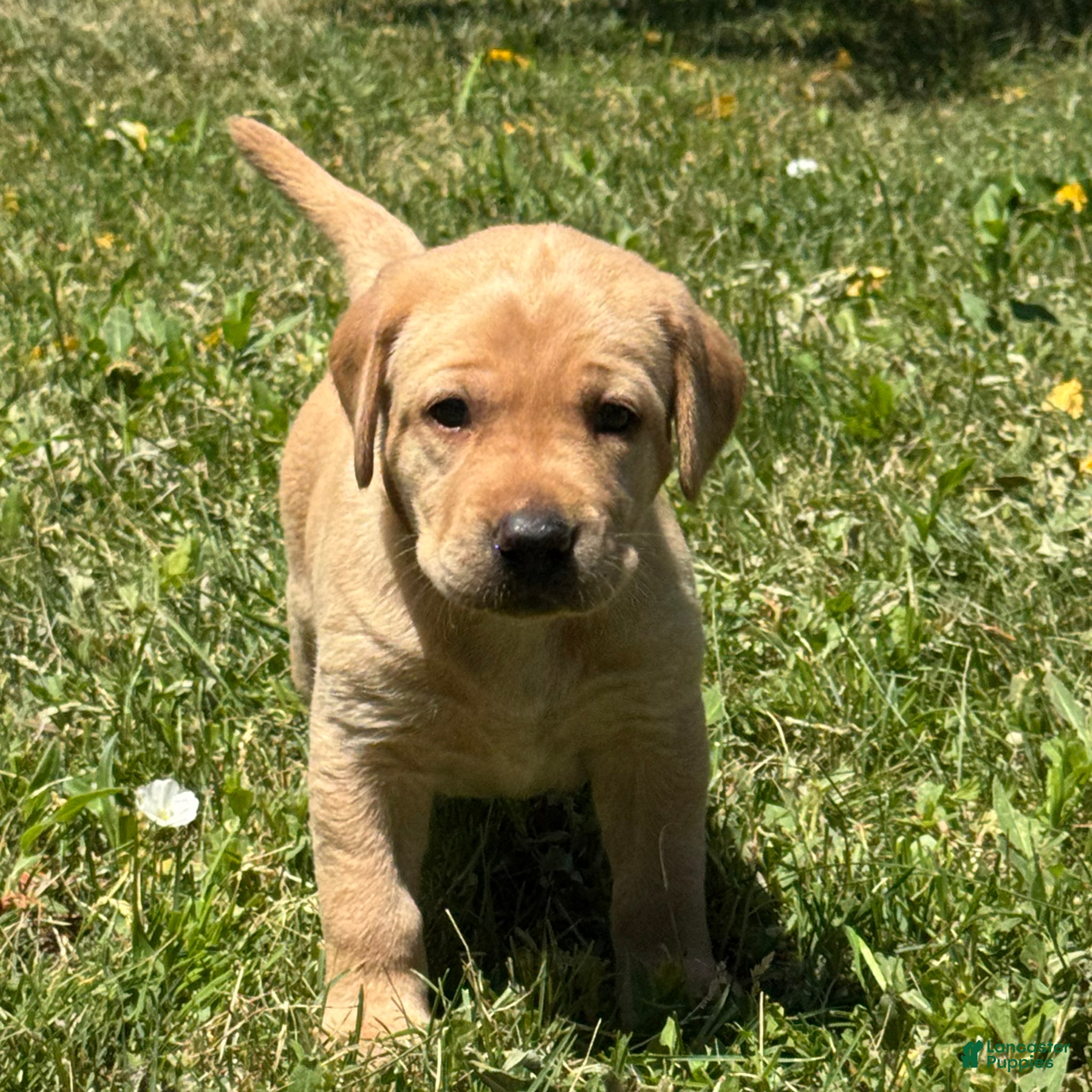 Labrador Retriever dogs Brown Collar Puppy 2 - Ad 19