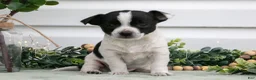 Chihuahua dogs for sale: Peanut - Ad 2