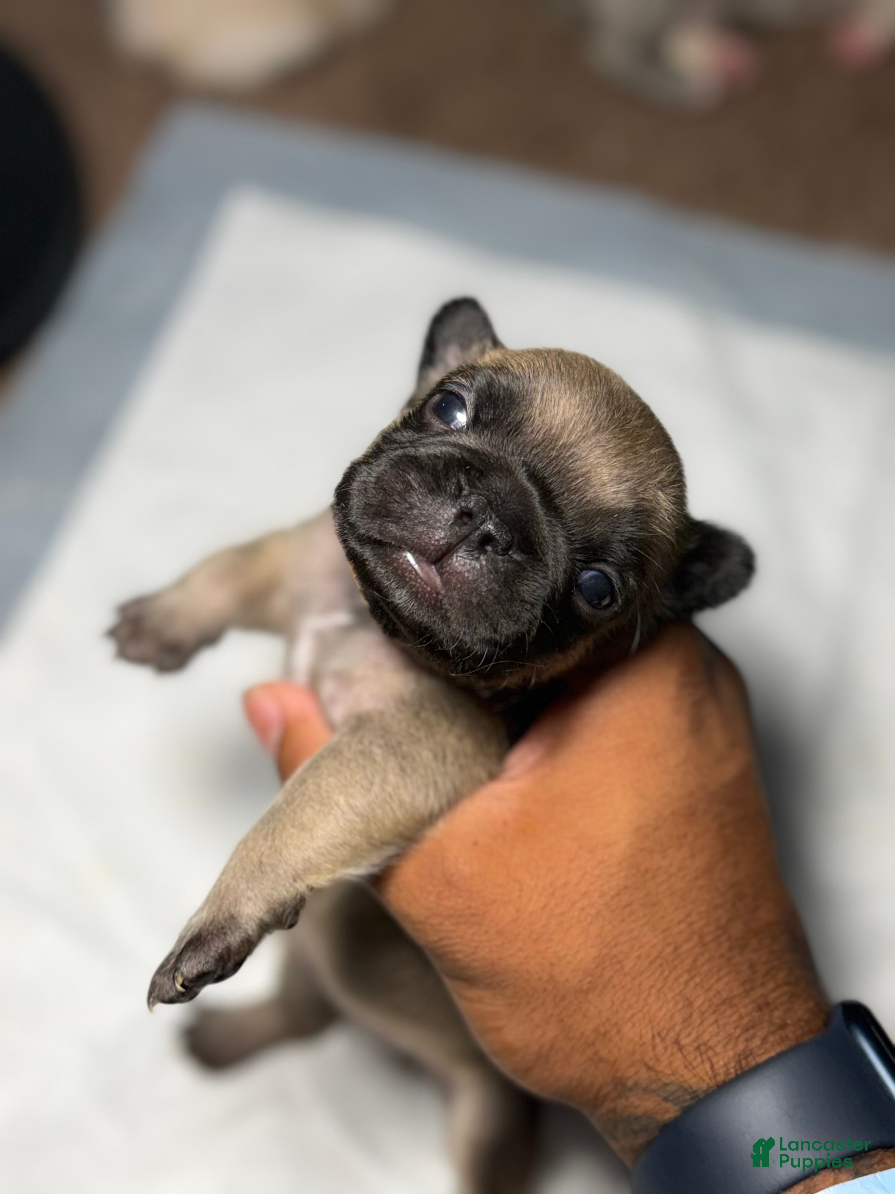 French Bulldog dogs CoCo - Ad 1