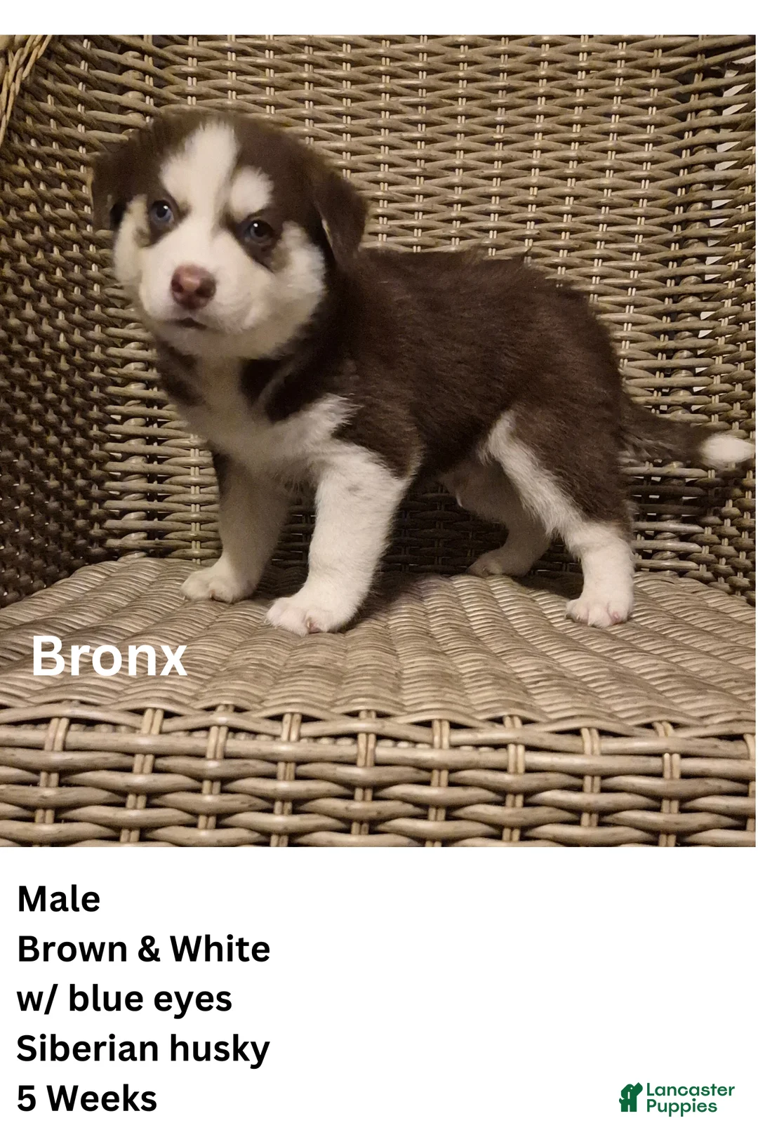 Siberian Husky dogs for sale: Bronx - Ad 1