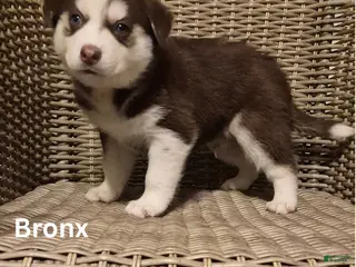 Siberian Husky dogs Bronx - Ad 7
