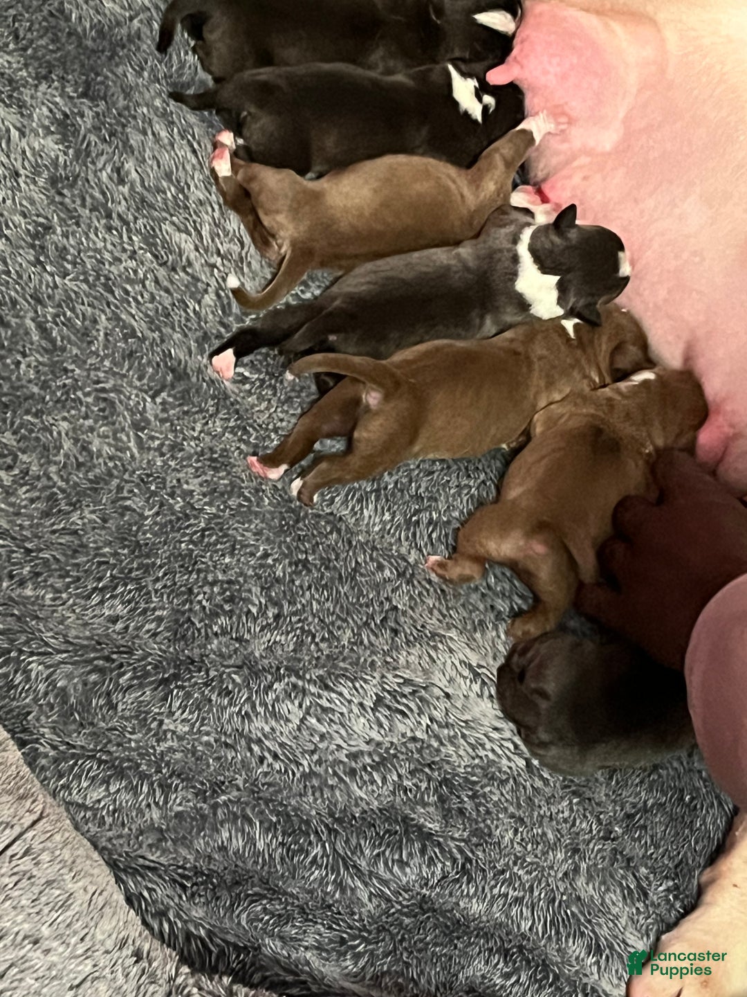 American Bully dogs for sale: American Bully Puppy 1 - Ad 5