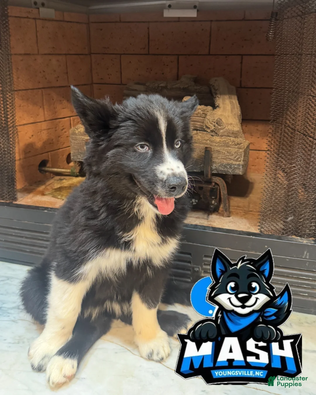 Siberian Husky dogs for sale: Honey - Ad 1