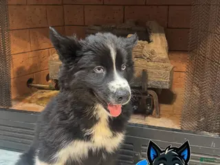 Siberian Husky dogs Honey - Ad 22