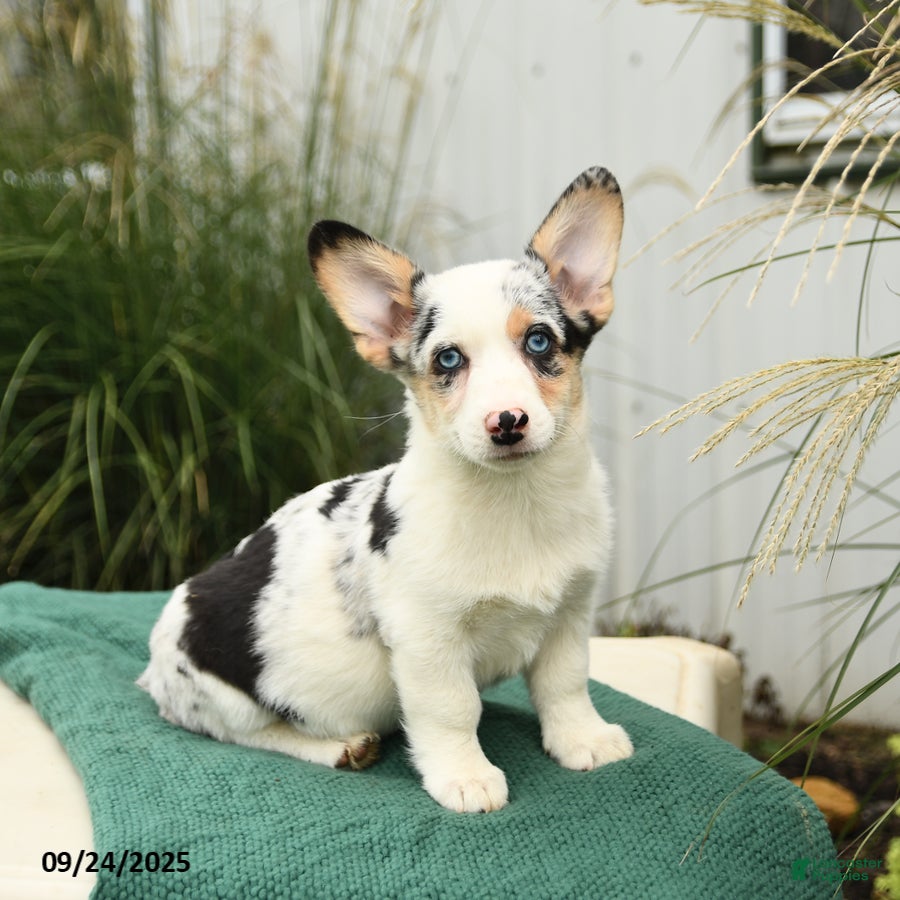 Merle Welsh Corgi Pembroke Puppies for sale Lancaster Puppies