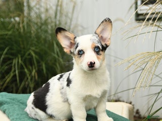 Welsh Corgi Pembroke dogs - Ad 14