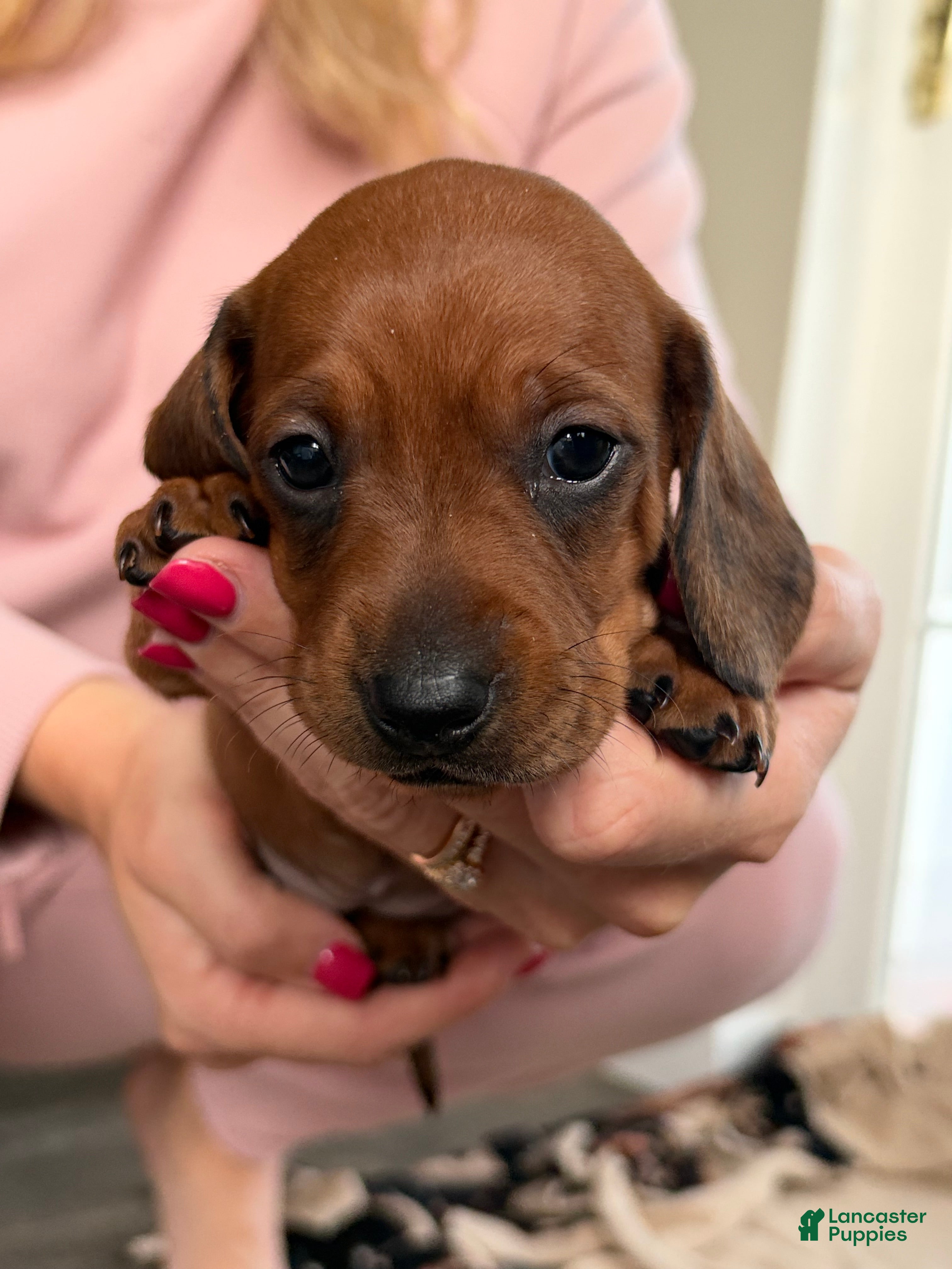 Dachshund dogs for sale: Dakota - Ad 4