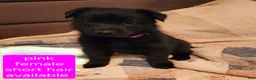 German Shepherd dogs for sale: German Shepherd Puppy 3 - Ad 5