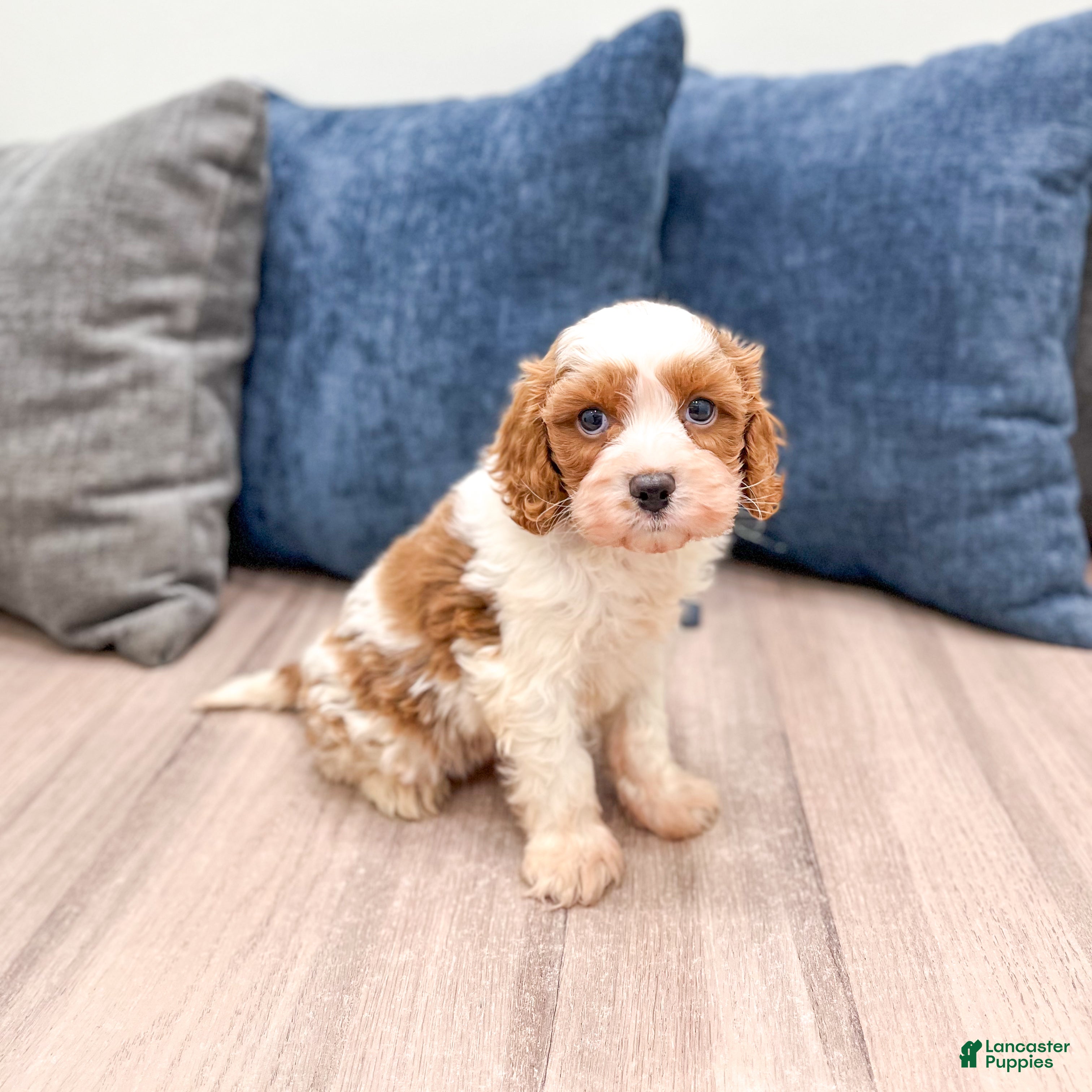 Cavapoo dogs Murphy - Ad 1