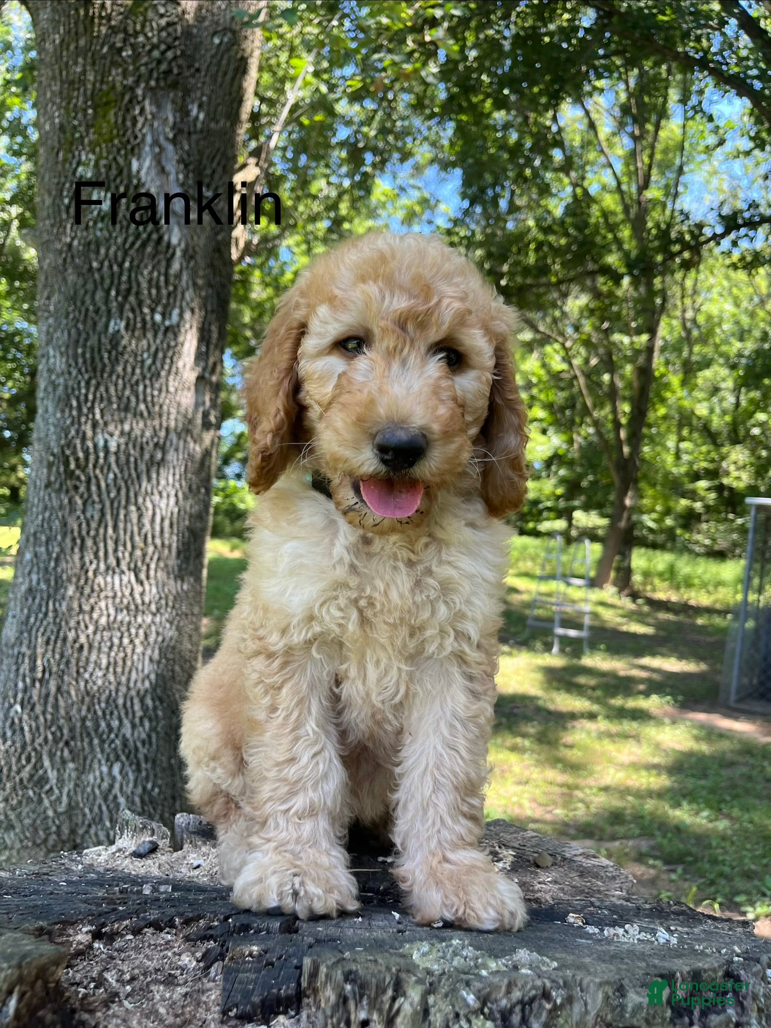 Goldendoodle dogs Franklin  - Ad 1