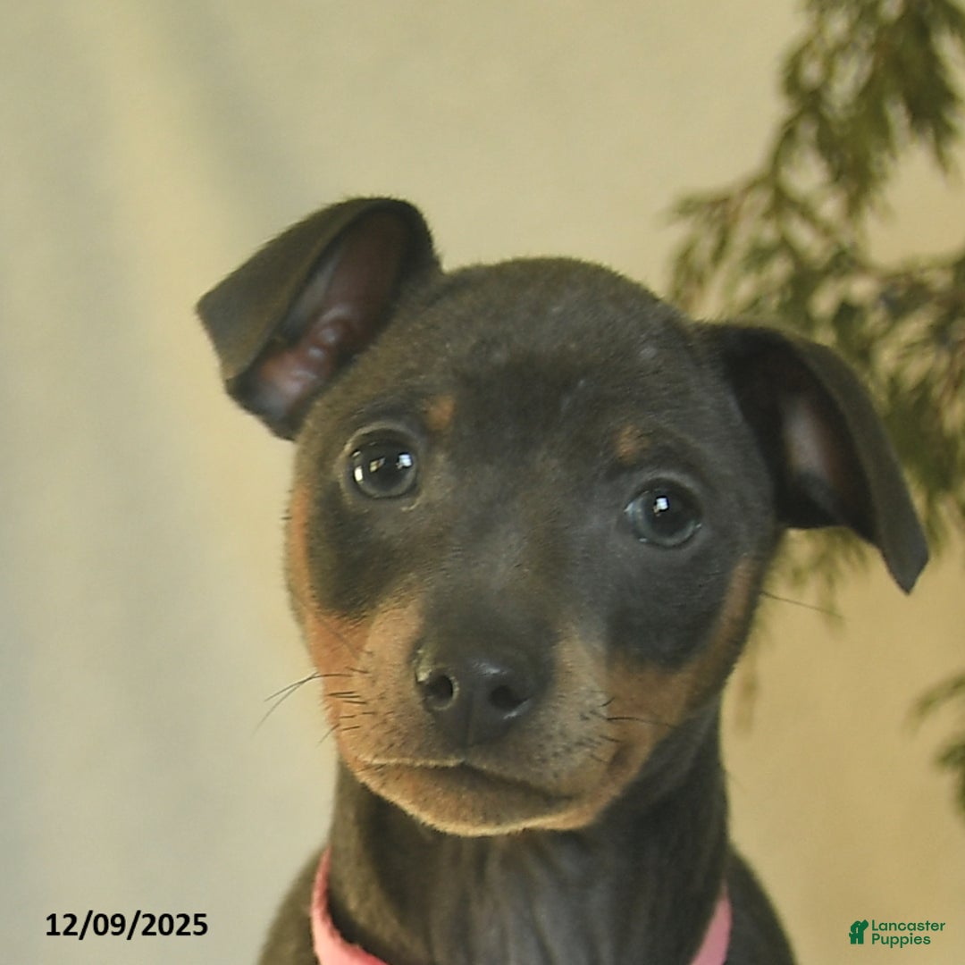 Miniature Pinscher dogs for sale: Lilac  - Ad 4