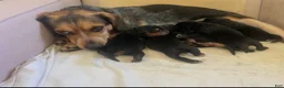 Mixed Breed dogs for sale: Bosco - blue heeler and beagle mix - Ad 3