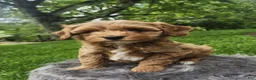 Cavapoo dogs for sale: Ryder  - Ad 4