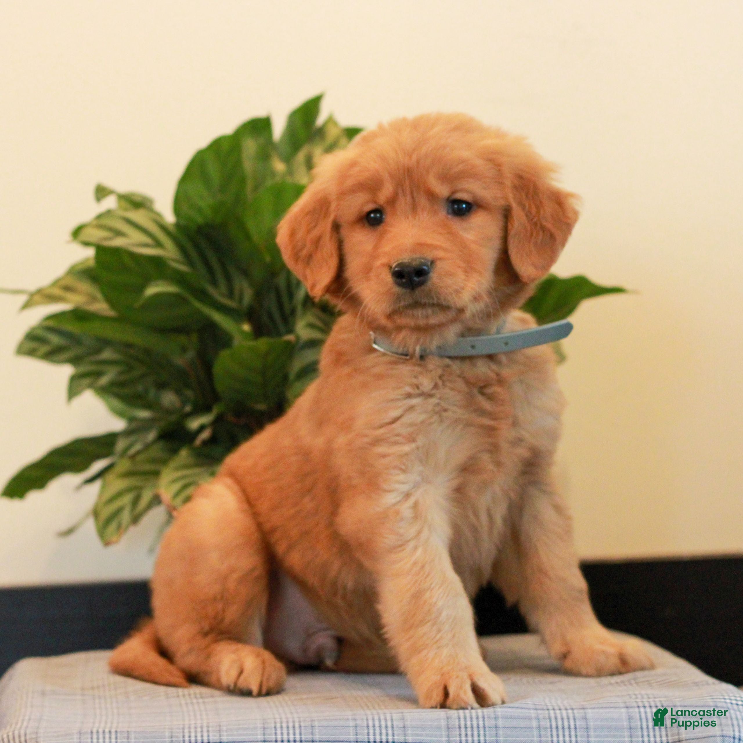 Golden Retriever dogs for sale: Justin  - Ad 2