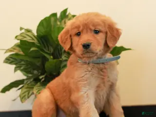 Golden Retriever dogs for sale: Justin - Ad 2