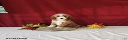 Mini Goldendoodle dogs for sale: Holly - Ad 3
