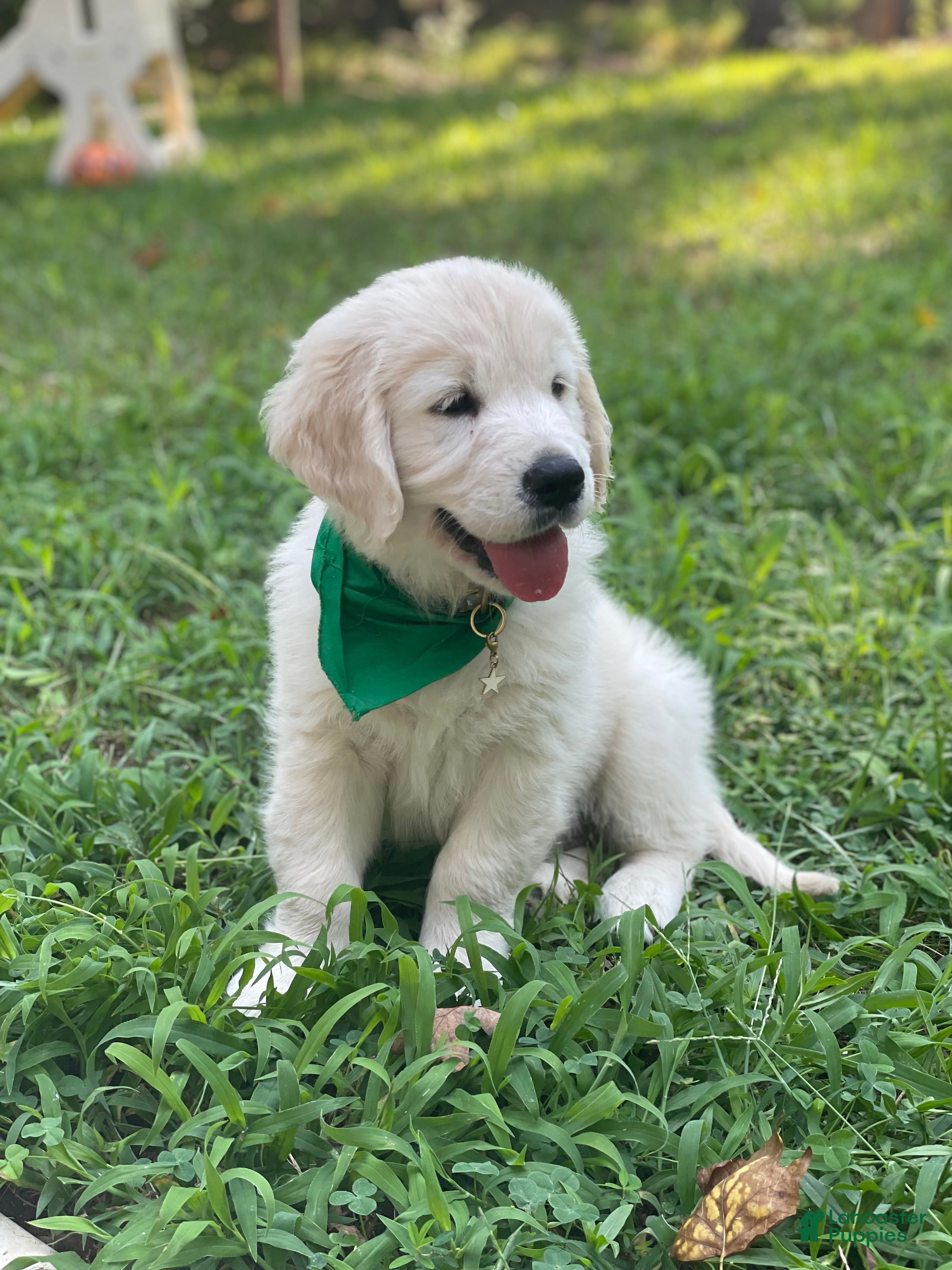 Golden Retriever dogs Golden Retriever 5 - Ad 2