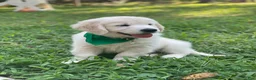 Golden Retriever dogs for sale: Golden Retriever 5 - Ad 2
