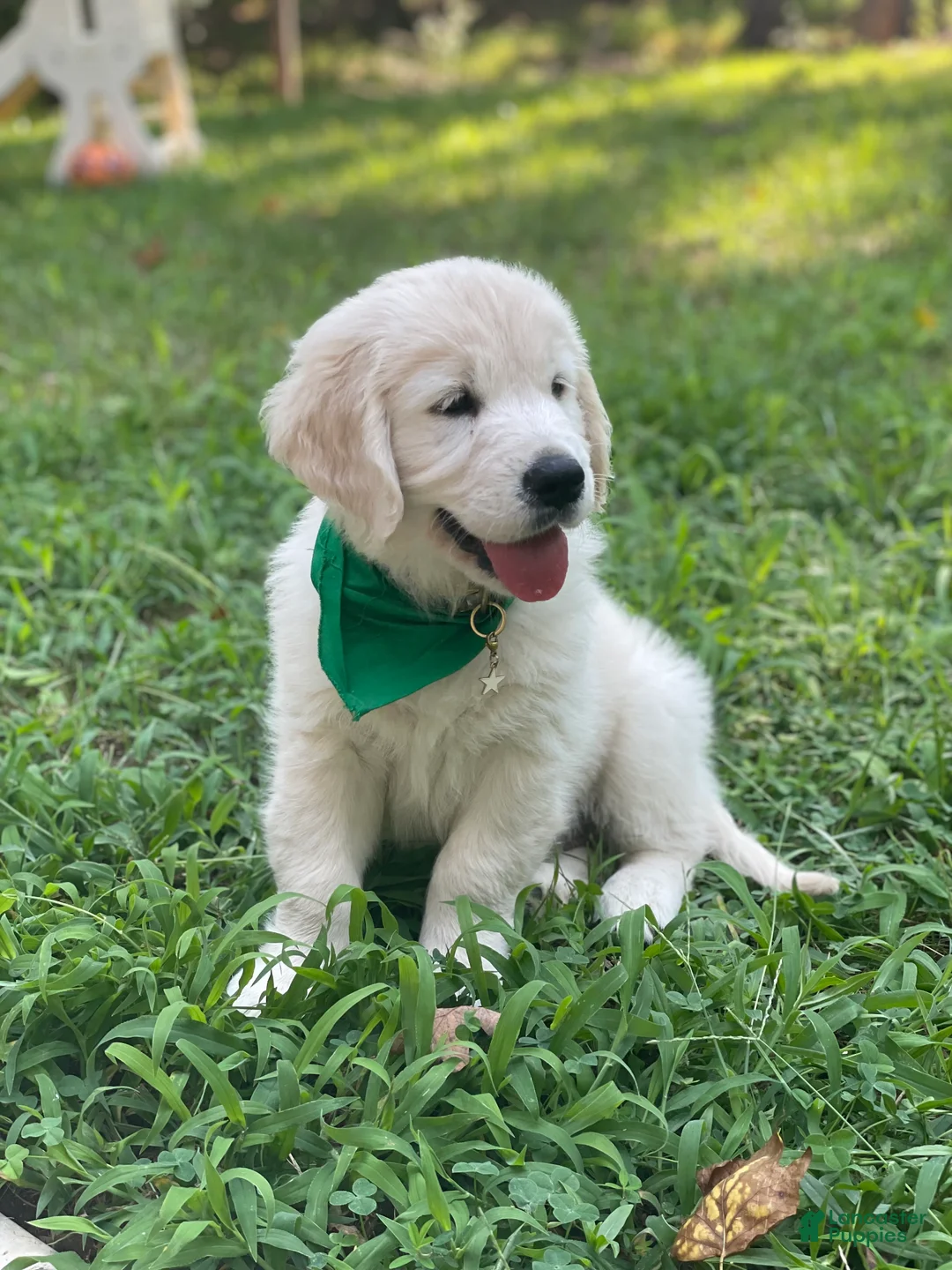 Golden Retriever dogs for sale: Golden Retriever 5 - Ad 2