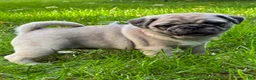 Pug dogs for sale: Addie - Ad 4