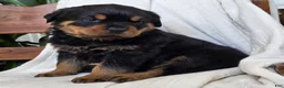 Rottweiler dogs for sale: Dakota - Ad 6