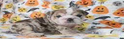English Bulldog dogs for sale: Fiona  - Ad 5