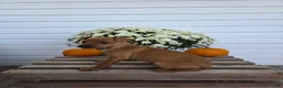 Miniature Pinscher dogs for sale: Lilly - Ad 3