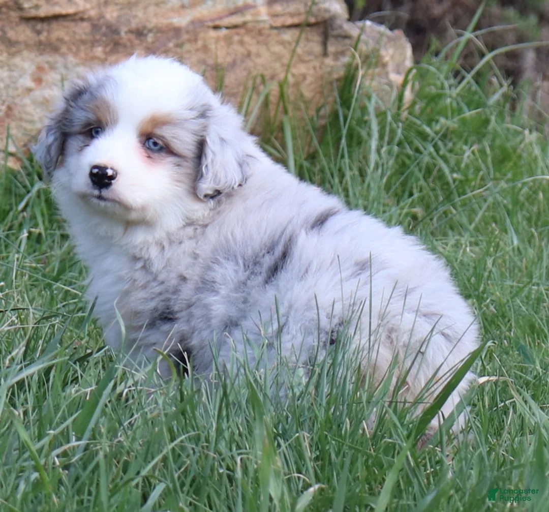 Miniature Australian Shepherd dogs for sale: Miniature Australian Shepherd Puppy 3 - Ad 1