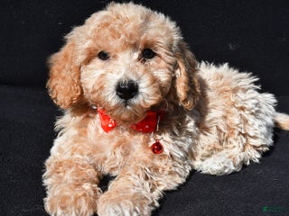 Bichpoo dogs - Ad 42