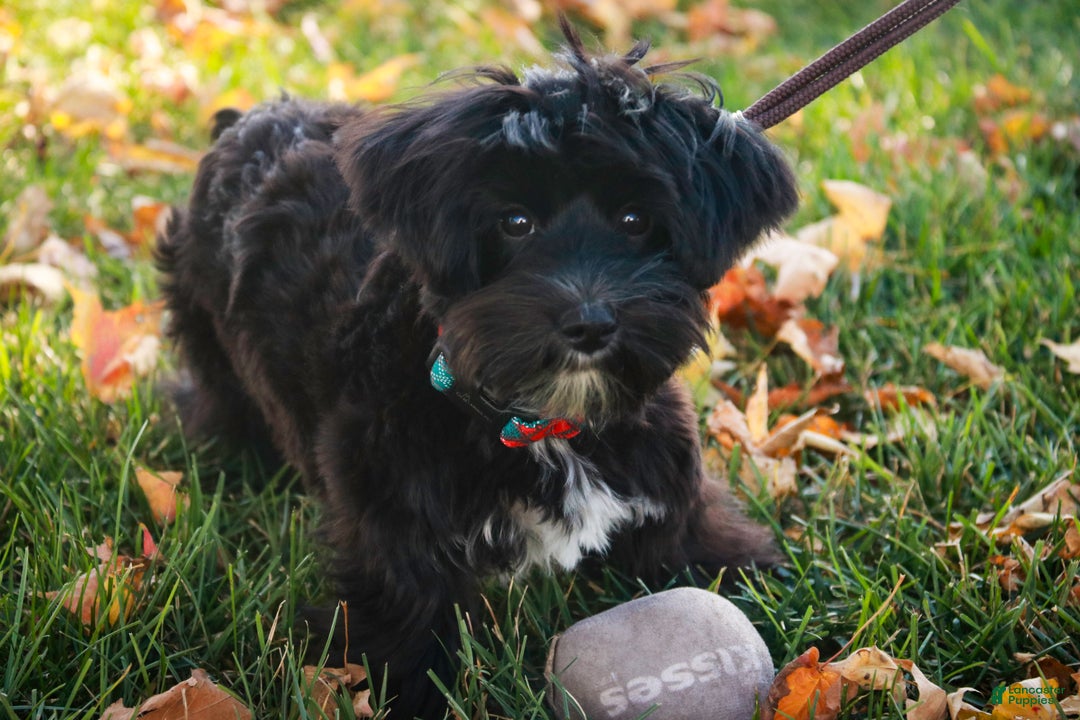 Morkie dogs for sale: Mackintosh - Ad 7