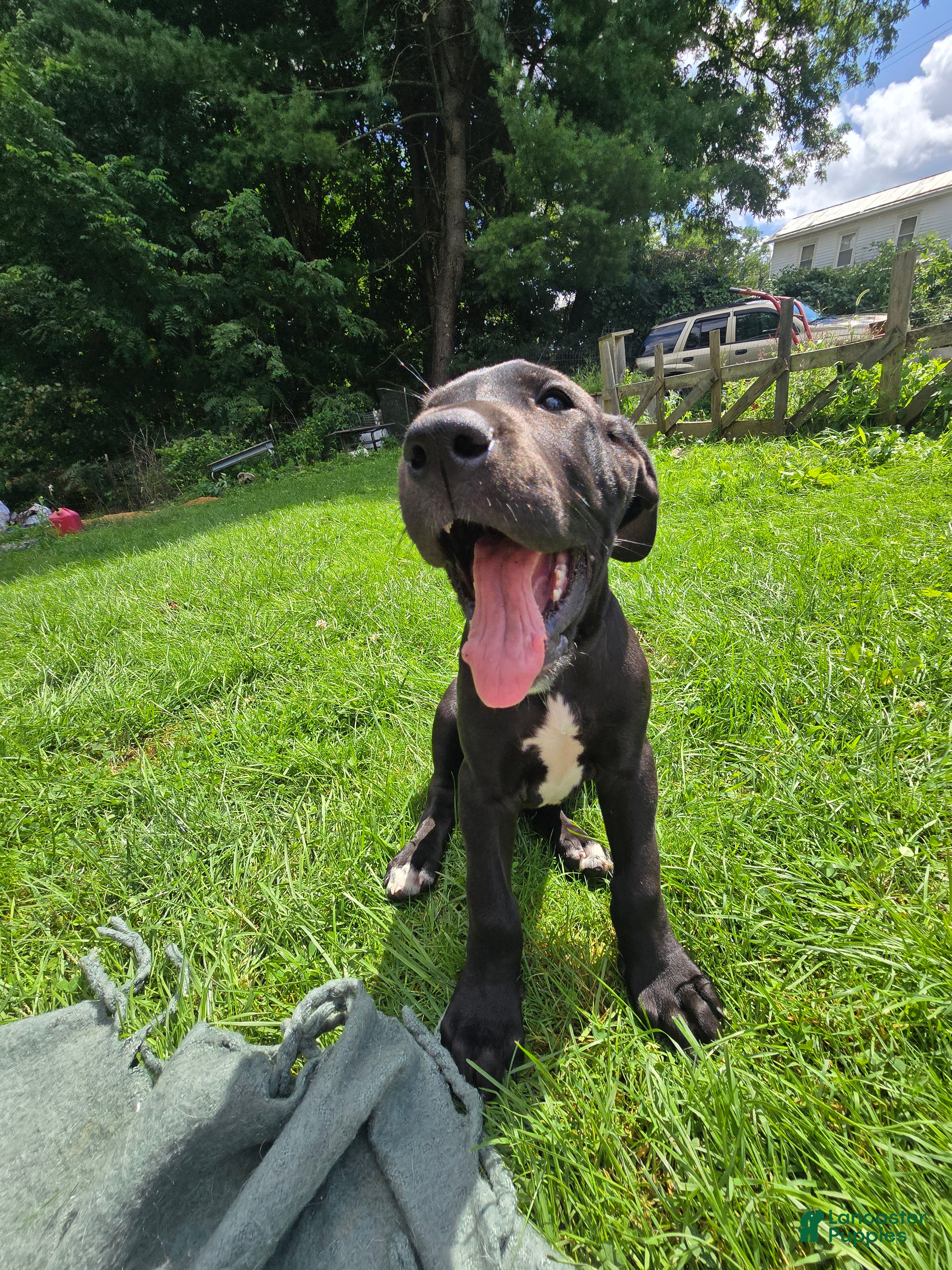 Great Dane dogs Penelope - Ad 2