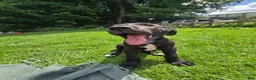 Great Dane dogs for sale: Penelope - Ad 2