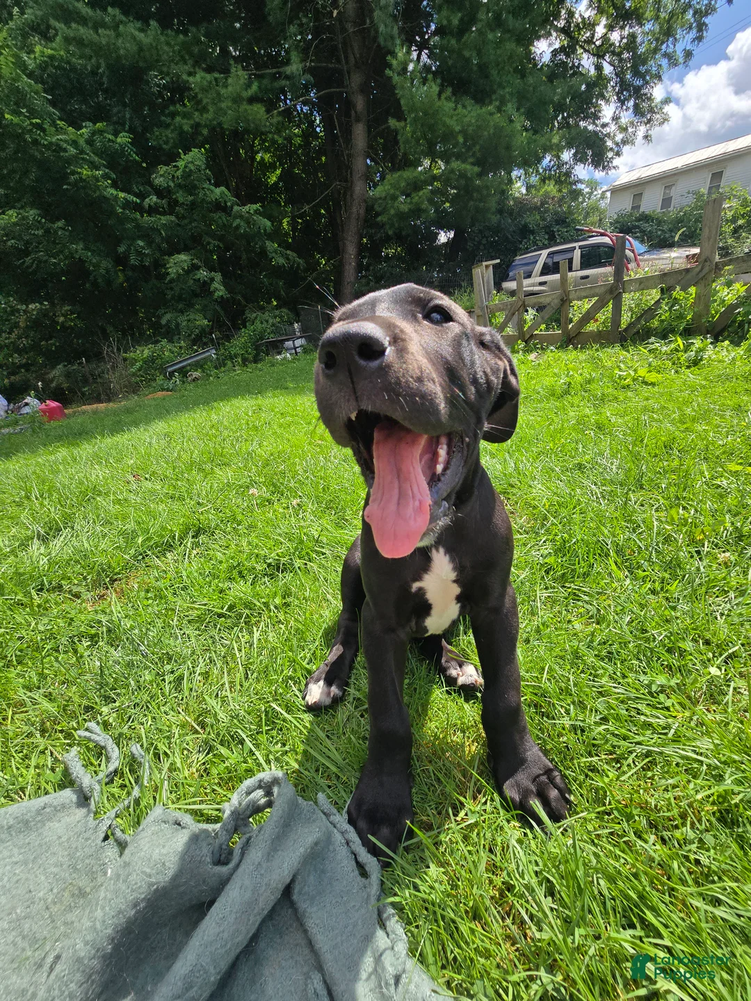 Great Dane dogs for sale: Penelope - Ad 2