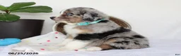 Miniature Australian Shepherd dogs for sale: Presley - Ad 5