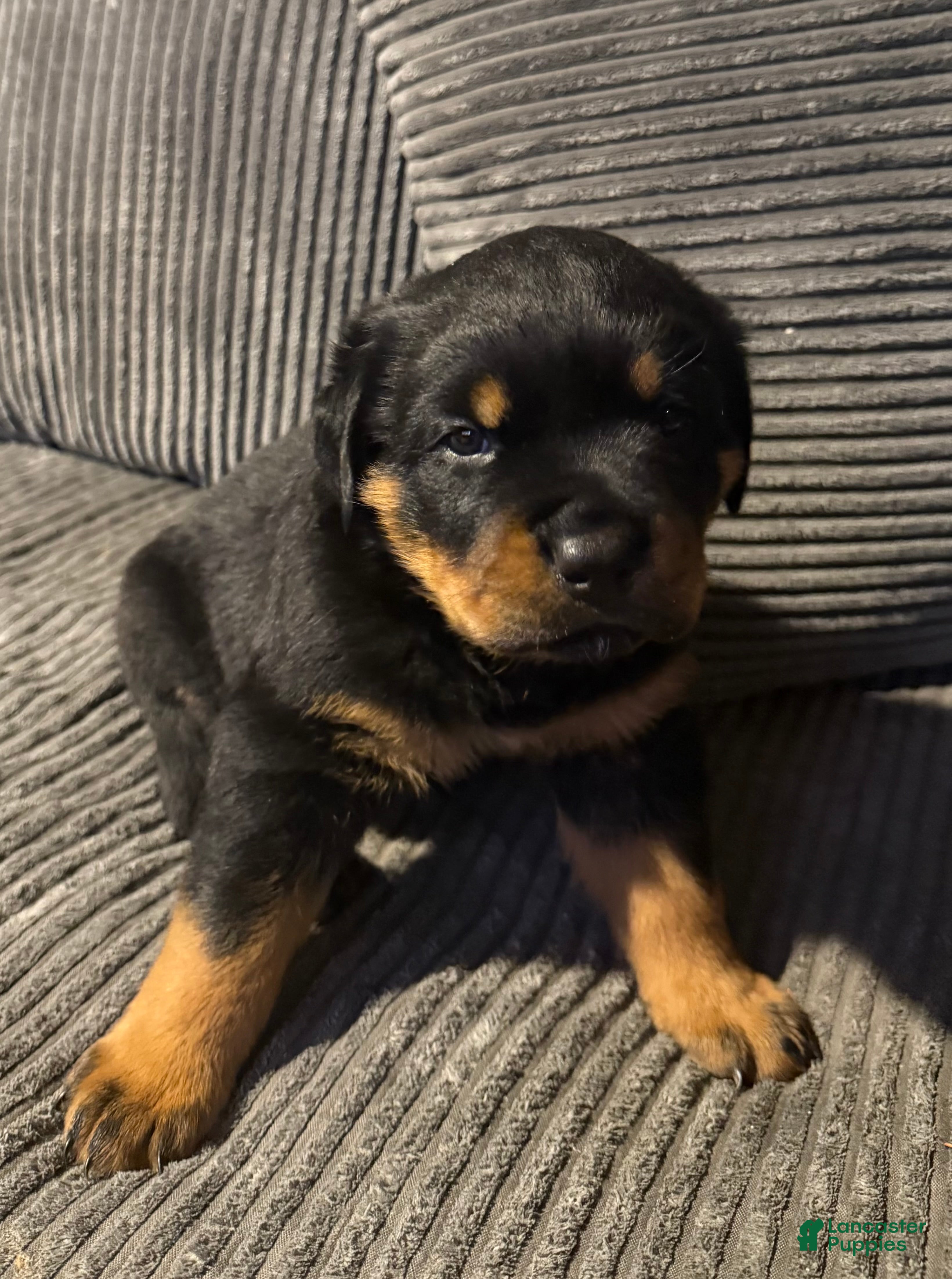 Rottweiler dogs for sale: Male 1 - Ad 1