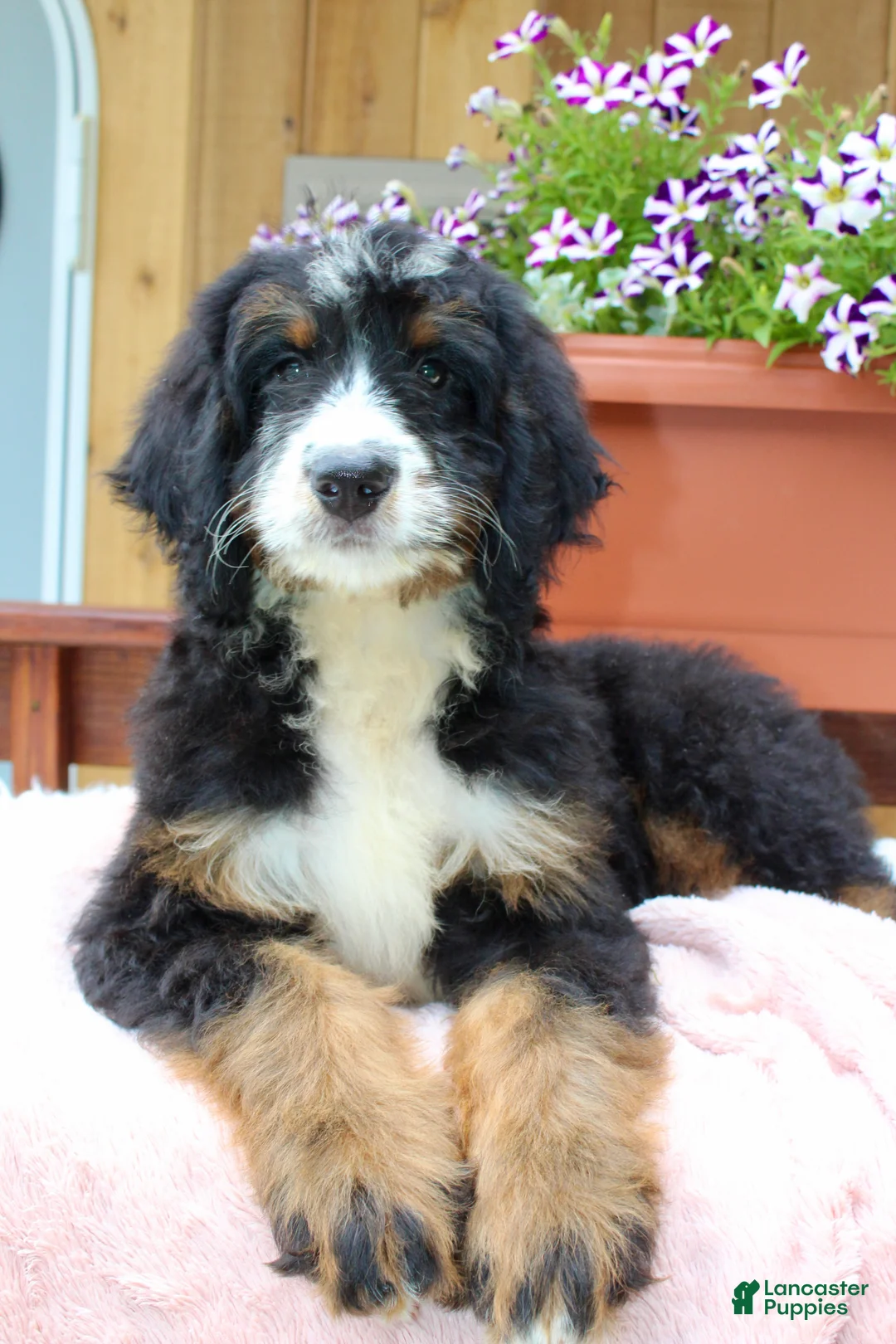 Bernedoodle dogs for sale: Annabelle  - Ad 1