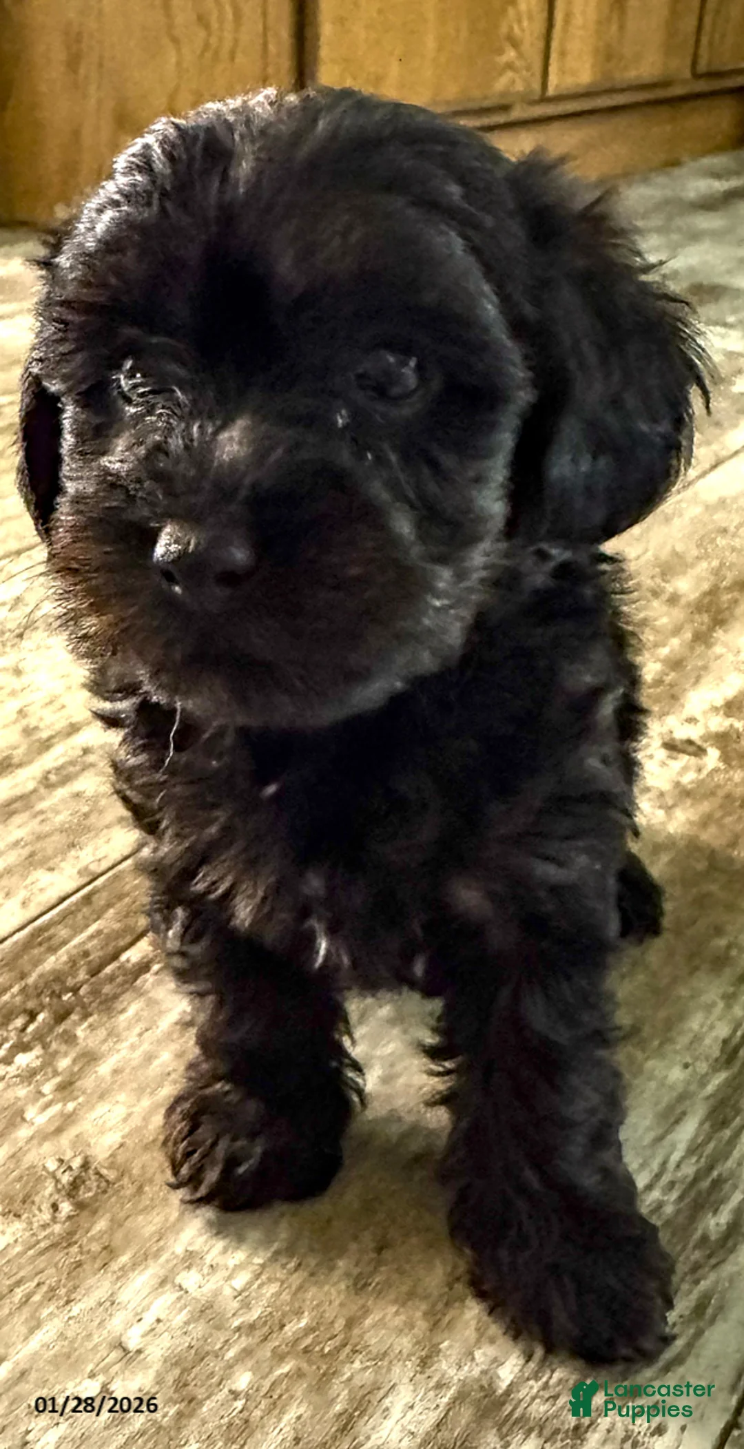 Yorkiepoo dogs for sale: Snoopy - Ad 6
