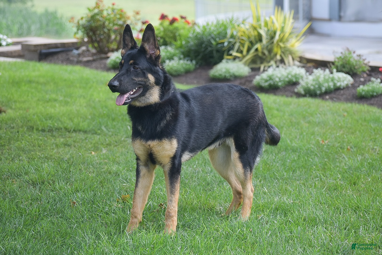 German Shepherd dogs Maverick - Ad 2