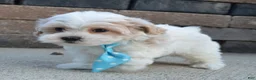 Maltipoo dogs for sale: Murphy - Ad 11