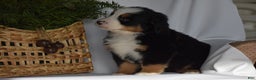 Bernese Mountain Dog dogs for sale: Ember - Ad 9