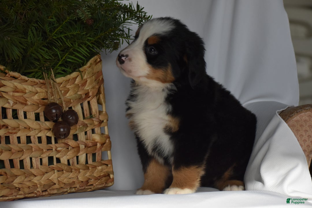 Bernese Mountain Dog dogs for sale: Ember - Ad 9