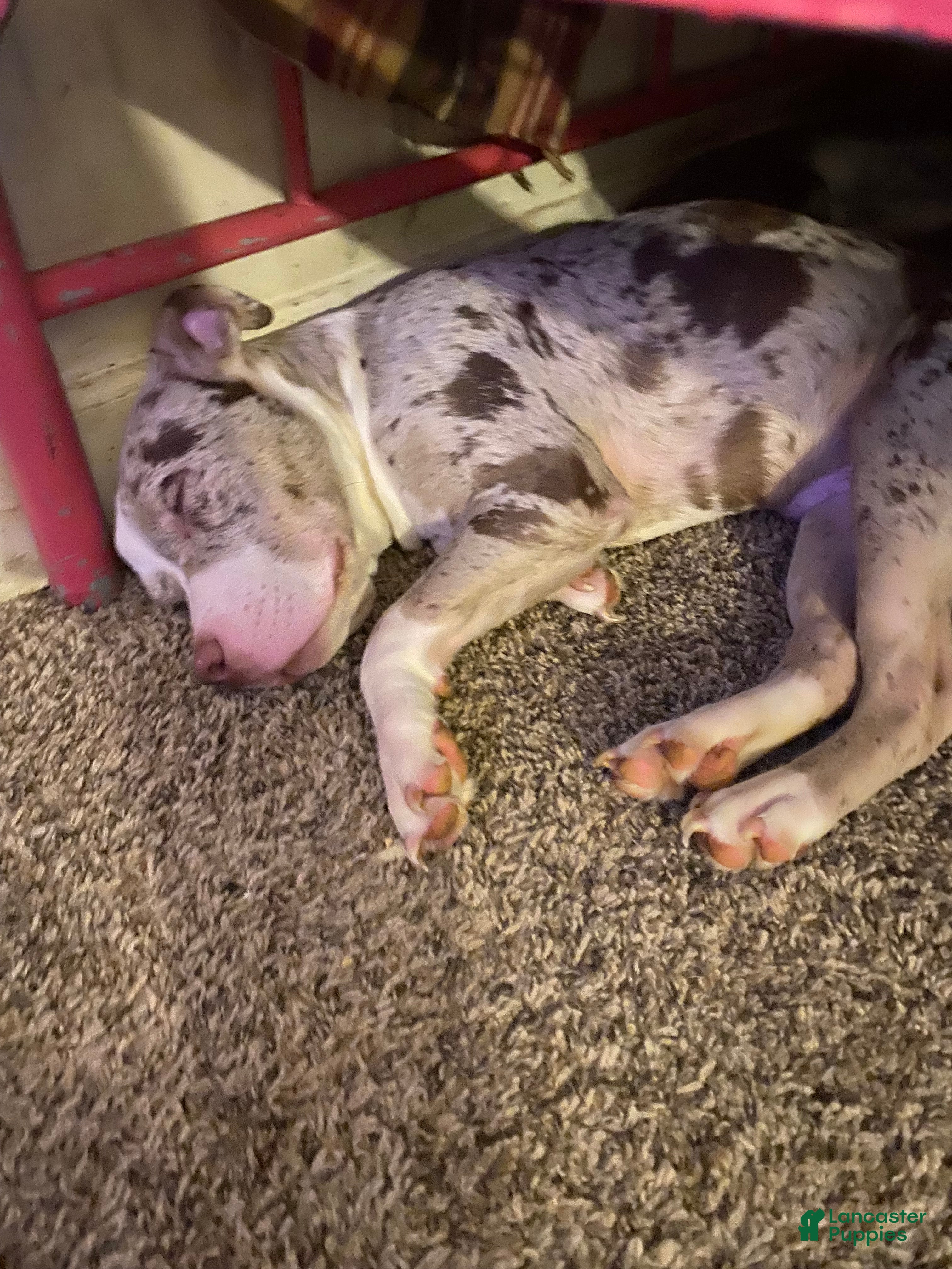 American Bully dogs American Bully Puppy 1 - Ad 18